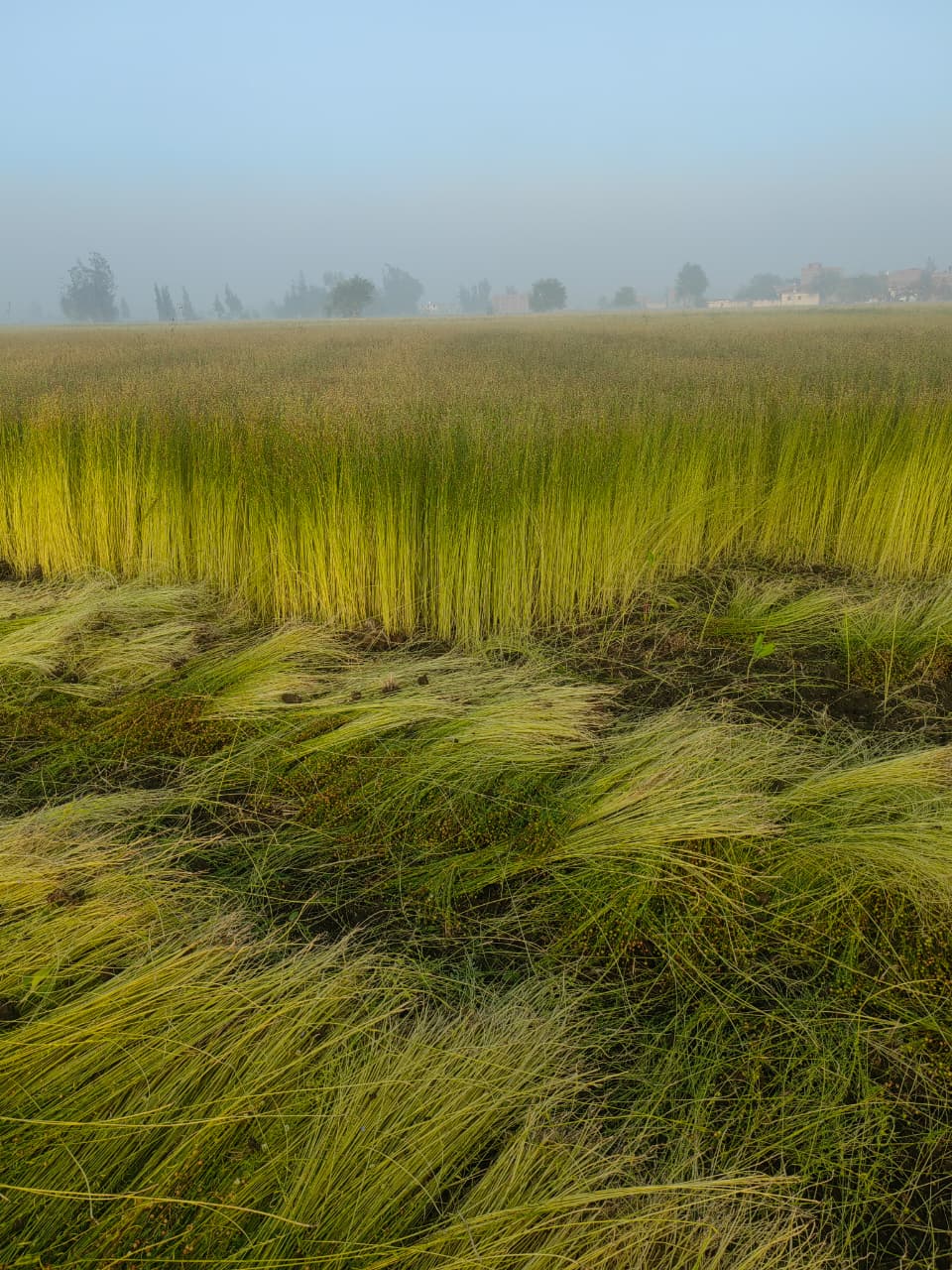 WhatsApp Image 2026-04-10 at 11.14.23 PM