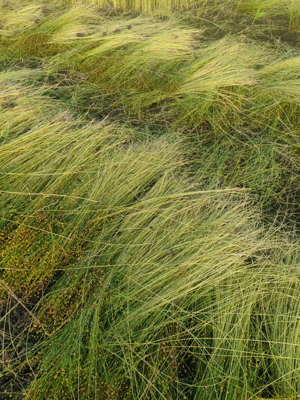 WhatsApp Image 2026-04-10 at 11.14.27 PM